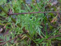 Centaurea stoebe Konstgjord fuktyta Stjärneholmsvägen, Hässleholm, Skåne, Sweden 20190927_0034