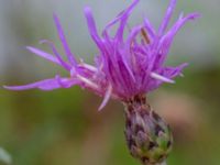 Centaurea stoebe Konstgjord fuktyta Stjärneholmsvägen, Hässleholm, Skåne, Sweden 20190927_0035