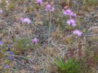 Centaurea stoebe Majorsgatan, Åhus, Kristianstad, Skåne, Sweden 20160727_0142