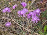 Centaurea stoebe Majorsgatan, Åhus, Kristianstad, Skåne, Sweden 20160727_0148