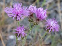 Centaurea stoebe Majorsgatan, Åhus, Kristianstad, Skåne, Sweden 20160727_0150