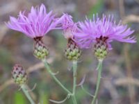 Centaurea stoebe Majorsgatan, Åhus, Kristianstad, Skåne, Sweden 20160727_0151