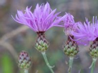 Centaurea stoebe Majorsgatan, Åhus, Kristianstad, Skåne, Sweden 20160727_0153