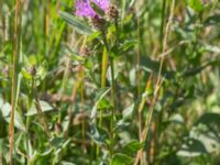 Centaurea x moncktonii Säbyholmsvägen, Landskrona, Skåne, Sweden 20160711_0124