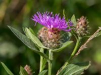 Centaurea x moncktonii Säbyholmsvägen, Landskrona, Skåne, Sweden 20160711_0125