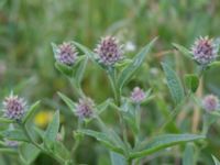 Centaurea x moncktonii Säbyholmsvägen, Landskrona, Skåne, Sweden 20170708_0046