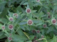 Centaurea x moncktonii Säbyholmsvägen, Landskrona, Skåne, Sweden 20170708_0047