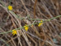 Chondrilla juncea Balaklava, Crimea, Russia 20150914_0195