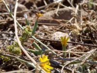 Chondrilla juncea Demergy, Crimea, Russia 20150918_0085