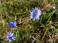 Cichorium intybus Lernacken, Malmö, Skåne, Sweden 20130929_0040