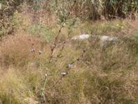 Cichorium intybus Olenovka, Crimea, Russia 20150911_0130