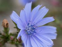 Cichorium intybus Ribersborg, Malmö, Skåne, Sweden 20150830_0014