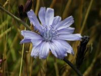 Cichorium intybus Terekudden, Bunkeflo strandängar, Malmö, Skåne, Sweden 20050716 003