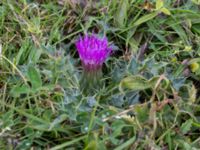 Cirsium acaule Högebjär, Dalby, Lund, Skåne, Sweden 20150906_0044