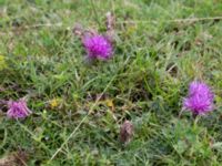 Cirsium acaule Högebjär, Dalby, Lund, Skåne, Sweden 20150906_0045