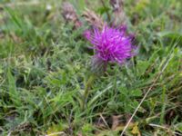 Cirsium acaule Högebjär, Dalby, Lund, Skåne, Sweden 20150906_0046