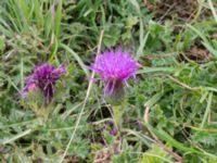 Cirsium acaule Hammar, Ystad, Skåne, Sweden 20160727_0065