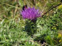 Cirsium acaule Käglinge hästbacke, Malmö, Skåne, Sweden 20050713 012