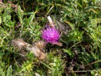 Cirsium acaule Måryd, Lund, Skåne, Sweden 20150902_0009