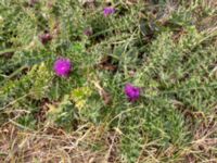 Cirsium acaule Nabbens NR, Arild, Höganäs, Skåne, Sweden 20180718_0198