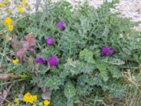 Cirsium acaule Paddockarna Köpenhamnsstigen, Ribersborg, Malmö, Skåne, Sweden 20220716_0012