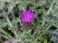 Cirsium acaule Paddockarna Köpenhamnsstigen, Ribersborg, Malmö, Skåne, Sweden 20220716_0014