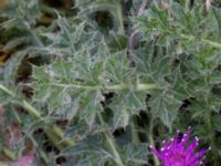 Cirsium acaule Paddockarna Köpenhamnsstigen, Ribersborg, Malmö, Skåne, Sweden 20220716_0015