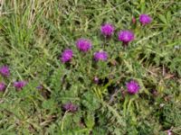 Cirsium acaule Vellinge Väster, Vellinge, Skåne, Sweden 20160805_0001