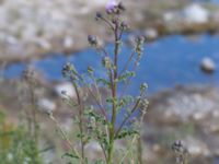 Cirsium arvense Grodreservatet, Malmö hamn, Malmö, Skåne, Sweden 20160609_0081