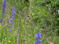 Cirsium arvense Grodreservatet, Norra hamnen, Malmö, Skåne, Sweden 20150614_0134