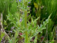 Cirsium arvense Grodreservatet, Norra hamnen, Malmö, Skåne, Sweden 20150614_0139