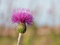 Cirsium canum Bara, Svedala, Skåne, Sweden 20140805_0002