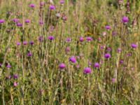 Cirsium canum Bara, Svedala, Skåne, Sweden 20140805_0004