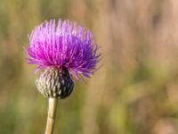 Cirsium canum Bara, Svedala, Skåne, Sweden 20140805_0014