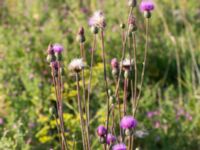 Cirsium canum Bara, Svedala, Skåne, Sweden 20140805_0016