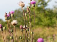 Cirsium canum Bara, Svedala, Skåne, Sweden 20140805_0017