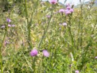 Cirsium creticum Neretve Delta, Ploce, Croatia 20170803_1601