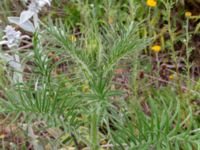 Cirsium eriophorum Vanningen, Vellinge, Skåne, Sweden 20230615_0137