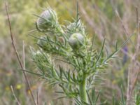 Cirsium eriophorum Vanningen, Vellinge, Skåne, Sweden 20230615_0138