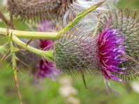 Cirsium eriophorum Vanningen, Vellinge, Skåne, Sweden 20230817_0086