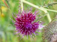 Cirsium eriophorum Vanningen, Vellinge, Skåne, Sweden 20230817_0087