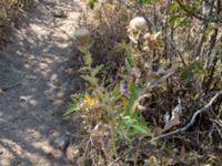 Cirsium laniflorum Karadag, Koktebel, Crimea, Russia 20150920_0264