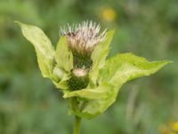 Cirsium oleraceum Övedsgården, Sjöbo, Skåne, Sweden 20160714_0078