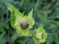 Cirsium oleraceum 800 m NO Tvedöra, Revingefältet, Lund, Skåne, Sweden 20160626_0057