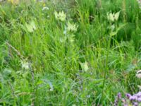 Cirsium oleraceum Karlarp 1-124, Höör, Skåne, Sweden 20240702_0058