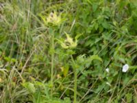 Cirsium oleraceum Skönadalsdammen, Svarte, Ystad, Skåne, Sweden 20160727_0029