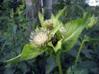 Cirsium oleraceum Vombs ängar, Lund, Skåne, Sweden 20090721 008