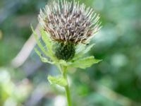 Cirsium oleraceum Zackows mosse, Nyhamnsläge, Höganäs, Skåne, Sweden 20190807_0158