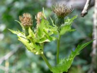 Cirsium oleraceum Zackows mosse, Nyhamnsläge, Höganäs, Skåne, Sweden 20190807_0159