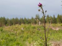 Cirsium palustre Fjärilsvägen, Grinduga, Gävle, Gästrikland, Sweden 20150705_0455